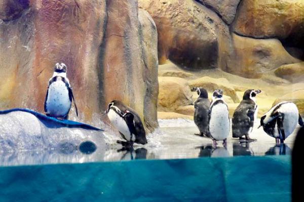 BJP leader seeks probe into purchase of penguins for Byculla zoo