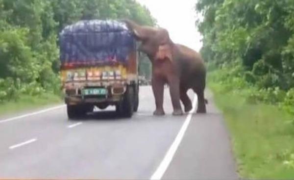 Elephant munches on potatoes after stopping truck in West Bengal