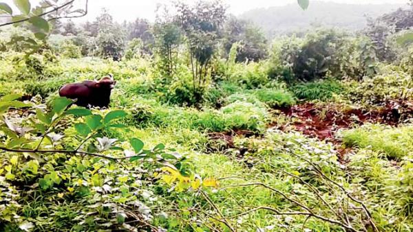 Rare full grown Indian bison spotted near Mumbai
