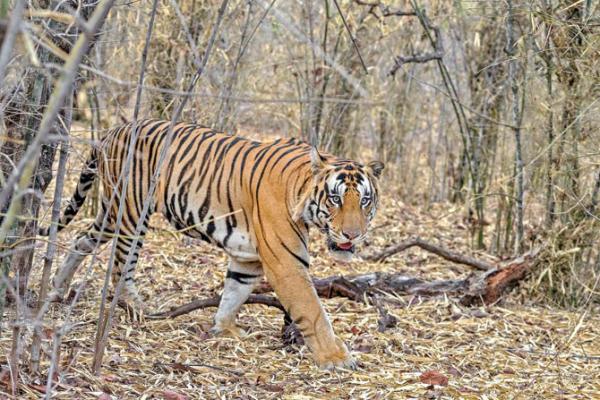 Tigress that killed 3 people released in Bor Reserve despite locals objecting