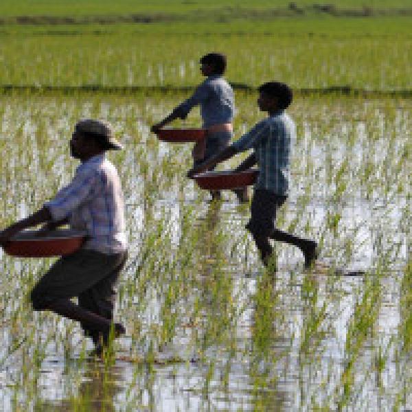 Sowing increased by 10% over last year, says Agriculture Secretary