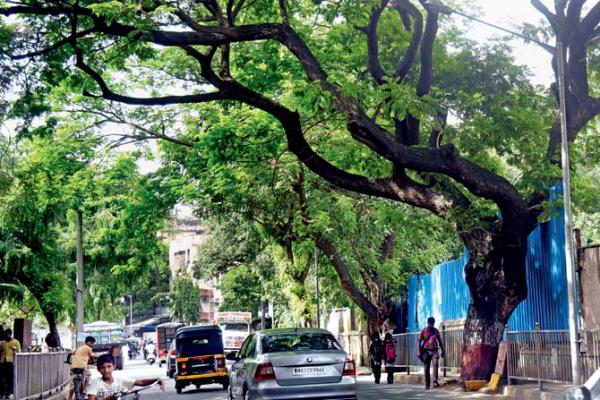 Bizarre! Mumbai MLA proposes 20-feet vertical limit for trees