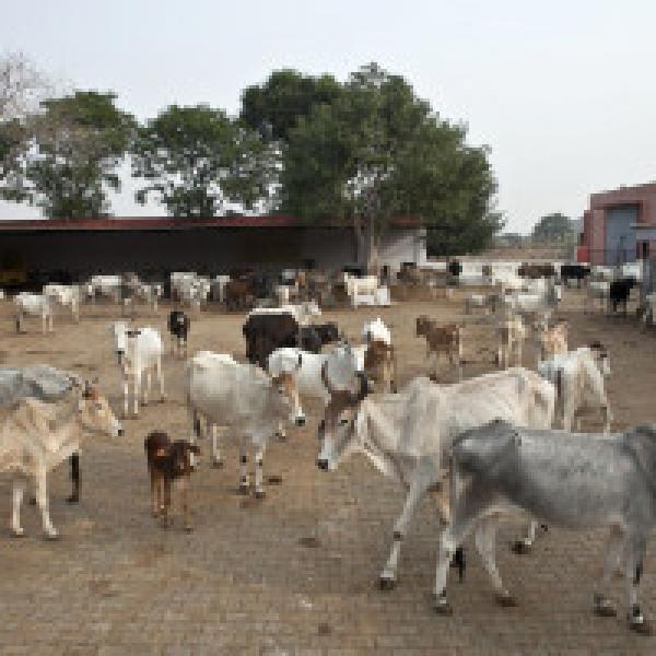 PIL seeks action against cow vigilantes, demands #39;helpline#39;