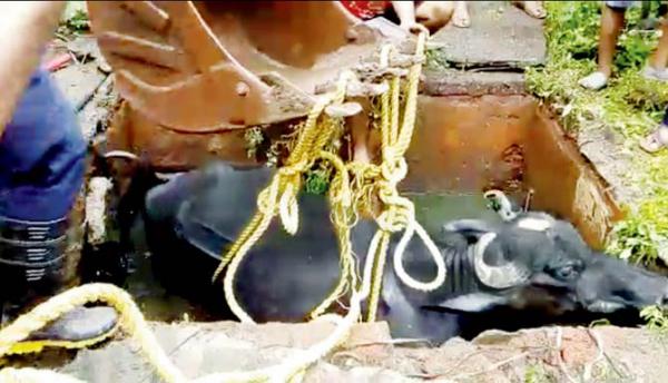 Buffalo falls into septic tank adjoining public toilet in Kalyan