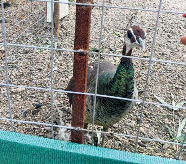 Peacock, peahens rescued from resort in Palghar