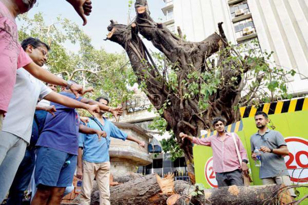 BMC's powers trimmed; soon, any agency can cut trees sans civic nod