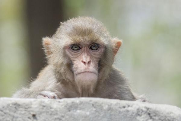 Woman held for scaring Mumbai local train commuters with monkey