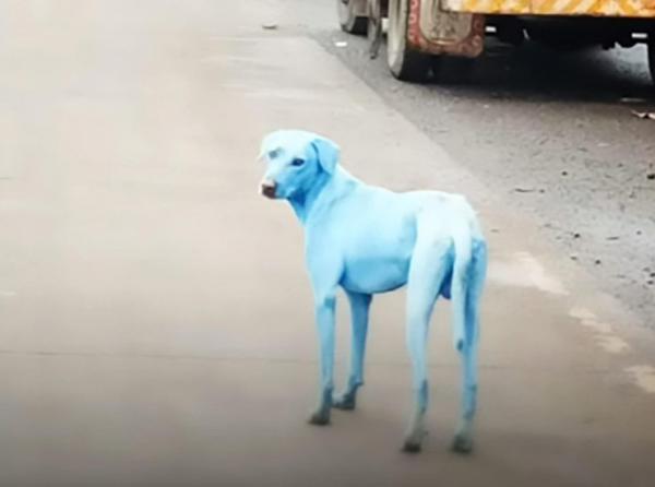 This Mumbai River Is So Polluted, It&apos;s Turning Stray Dogs Bright Blue And It&apos;s Not Cool At All