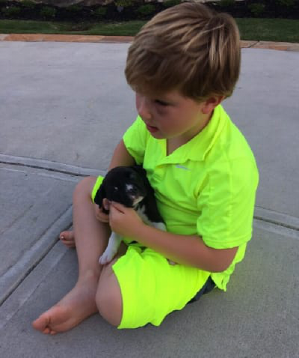 Kim Zolciak: SLAMMED For Giving Pit Bull Puppy to Son as Gift!