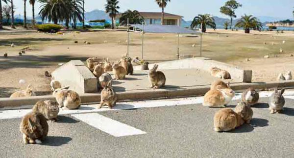 Rabbit Island In Japan Is Where You Want To Be