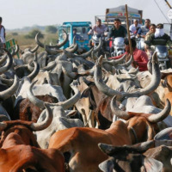 27 cows die at BJP leader#39;s gaushala; probe initiated