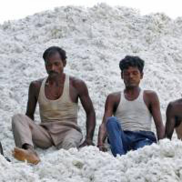 Cotton output may grow 3.76% to 345 lakh bales in 2016-17