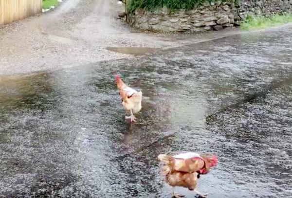Watch video: Chickens in pink 'vests' cross the road 