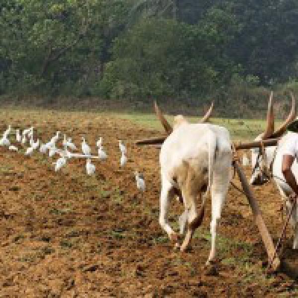 Near 21 lakh farmers get crop loans of Rs 8,700 crore in Rajasthan