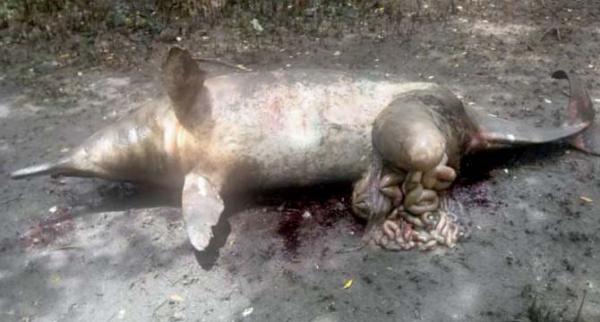 Mumbai: Dead dolphin found near Carter Road, porpoise at Aksa beach