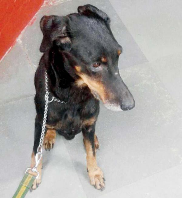 Handler of Mumbai police dog dying of cancer wants a shot at saving her