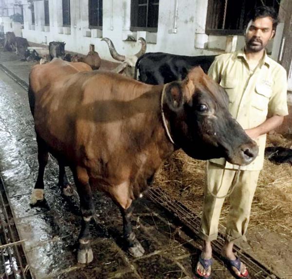 Mumbai: Neglected cow gets help from Grant Road cops