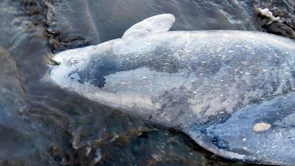 Dead Humpback Dolphin washes up at Vasai beach