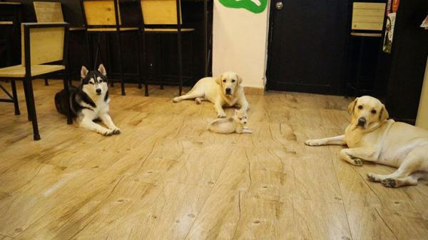 Dogs Day Out! : 5 Dog Friendly Cafes In Delhi You Should Take Your Pet To