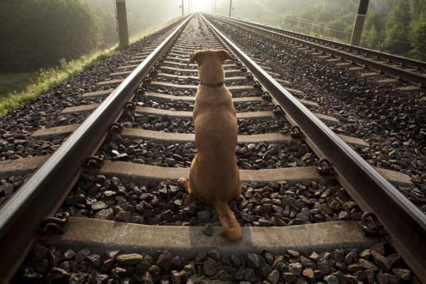Mumbai 'local' motorman stops train to save dog on tracks