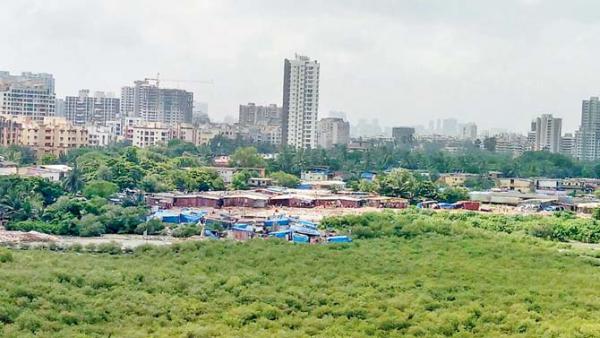 BMC fails Mumbai's mangroves: Encroachments come back despite being removed 