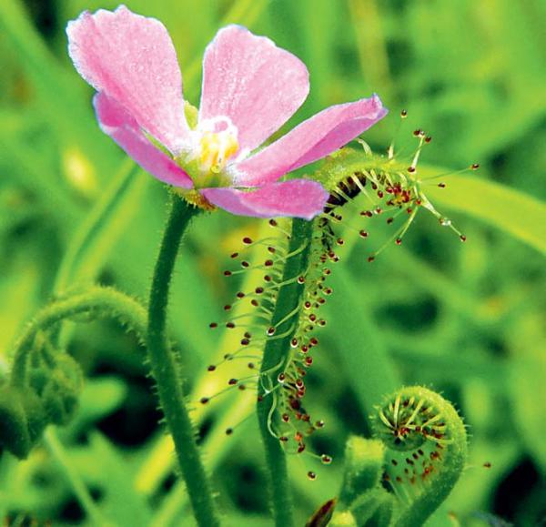 Watch video: An amazing insect trapping mechanism of plant Drosera indica