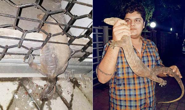 Mumbai: 'Grilled' lizard rescued from Mulund hospital
