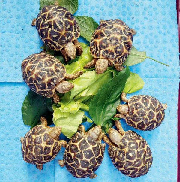 285 rescued star tortoises to fly back home today from Mumbai
