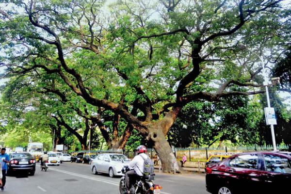 BJP demands including cutting, trimming of trees