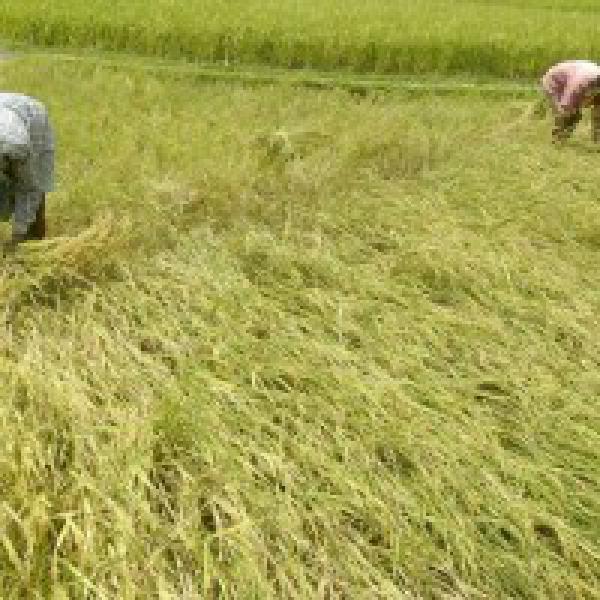 Farmers stare at dull Diwali as prices of Kharif crops rule below MSP