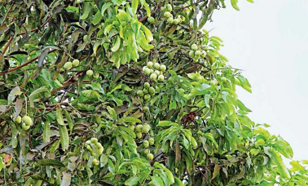 BMC plans to grow more fruit bearing trees in Mumbai