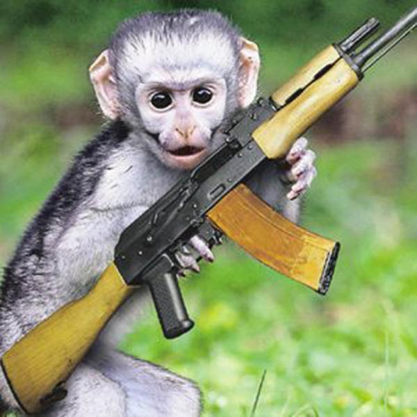 Monkey force: China's air force creates a battalion of macaques
