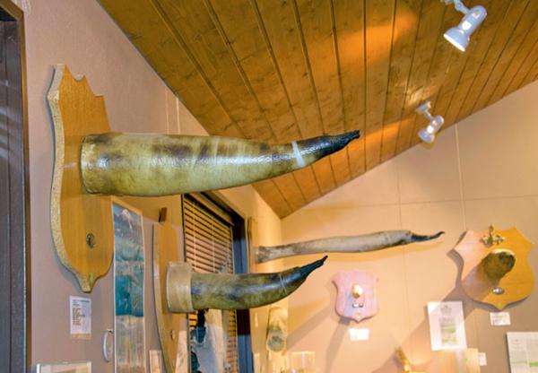 Penis Museum to induct man with the world's largest member