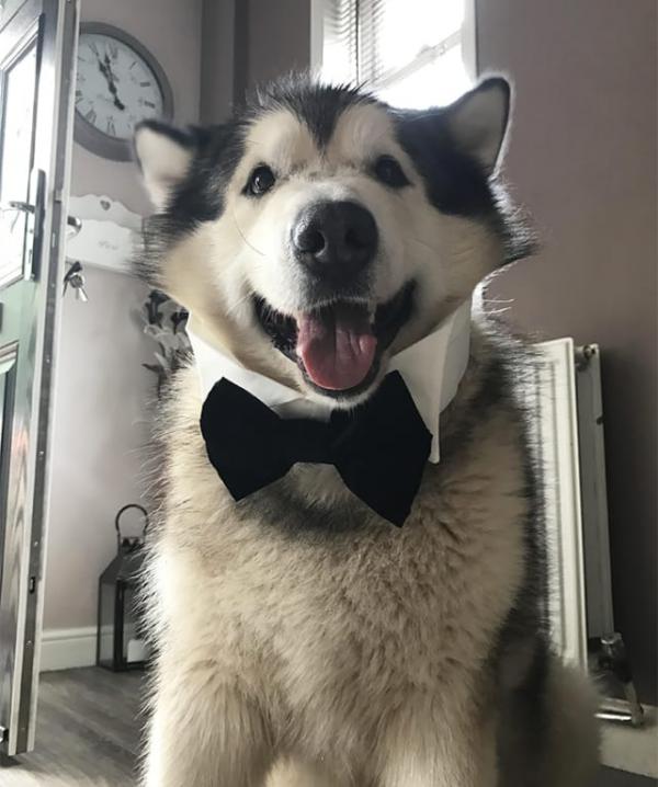 Malamute Goes on Tinder, Becomes Most Sought After Date EVER