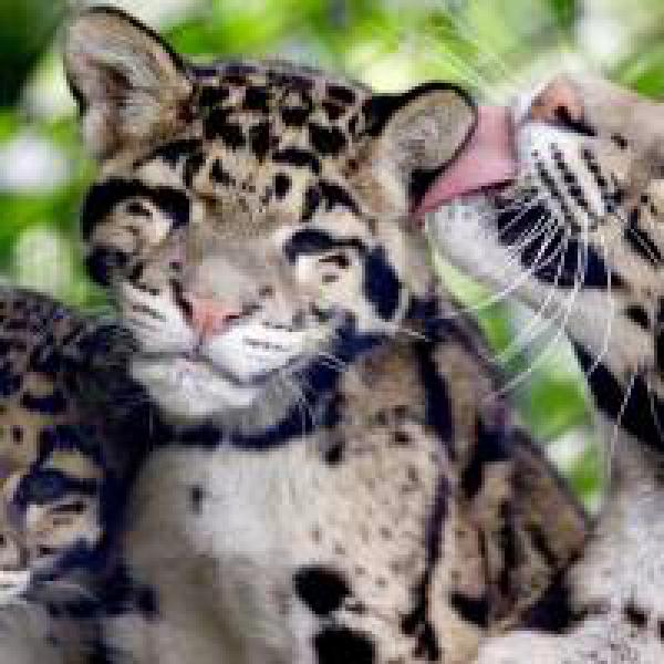 #39;Mizoram has highest number of clouded leopards in Southeast Asia#39;