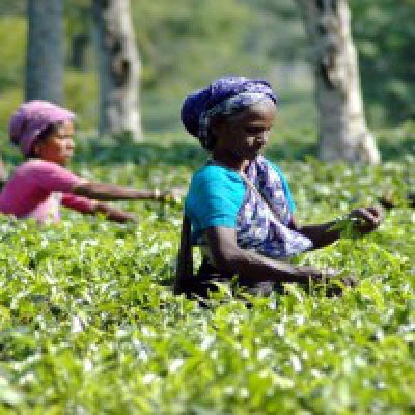 Many tea garden workers not reporting for work in Darjeeling