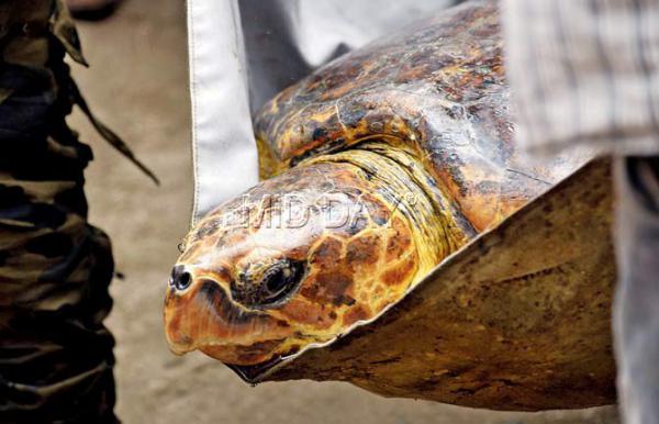 Loggerhead sea turtle Tripod returned to the waters at Kelwa Beach