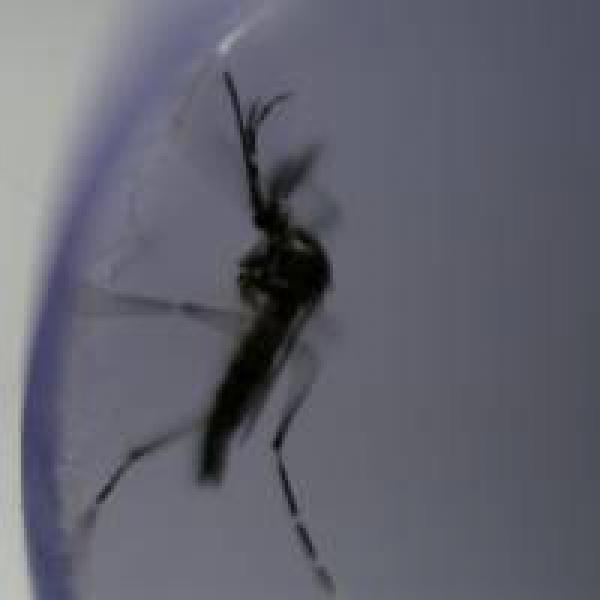 Delhi reports 4,545 dengue cases this season