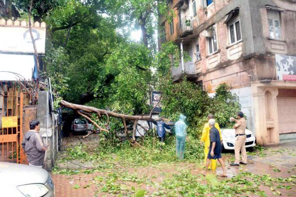 Mumbai: You won't believe how much it costs to cut a tree in Dadar