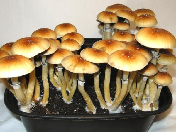 Magic mushrooms can treat depression: Study