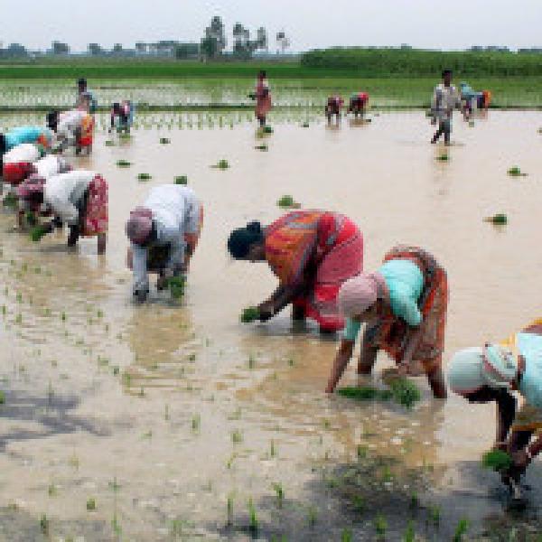 Kharif crops in good condition; not hit by rains: Shobhana K Pattanayak