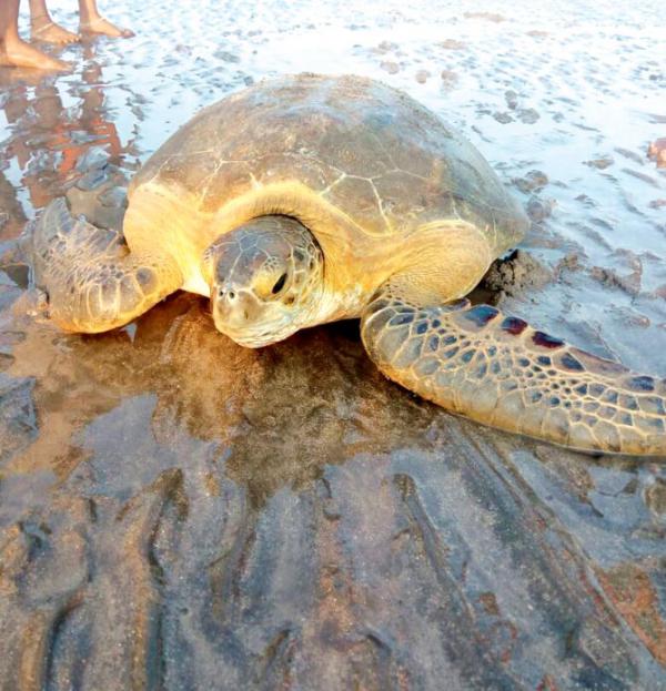 Endangered green sea turtle rescued in Palghar