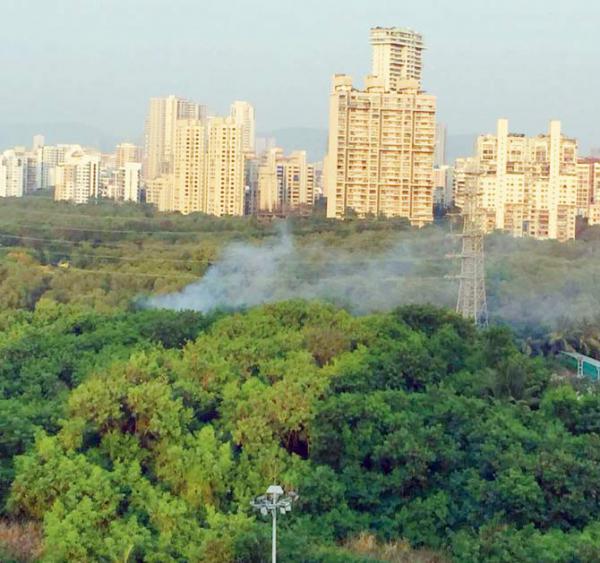 Mumbai: How land mafia is burning down mangroves in Versova