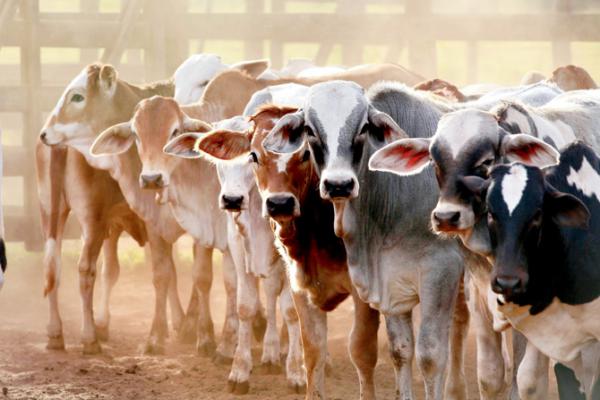 Asia's largest cattle fair begins in Bihar