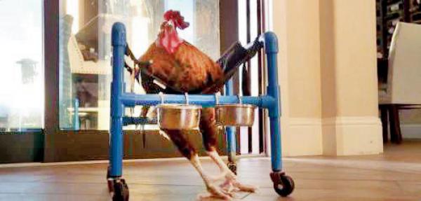 Watch video: Chicken learns to walk again with wheelchair
