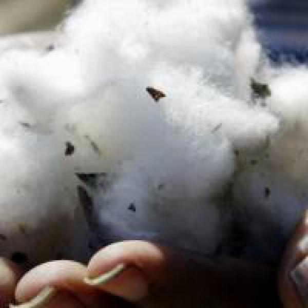 India#39;s 2017/18 cotton output seen rising 9.3% from year ago: Government official
