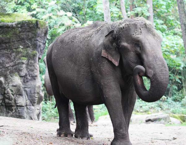 Nepal hosts elephant festival in tourism hub Chitwan