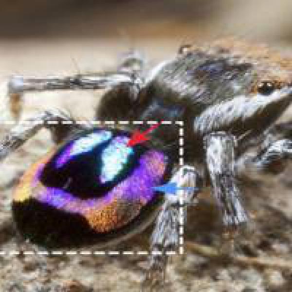 How rainbow peacock spiders are helping advancements in optical technology