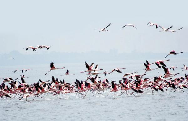 Drop in number of winged guests at Chilika Lake