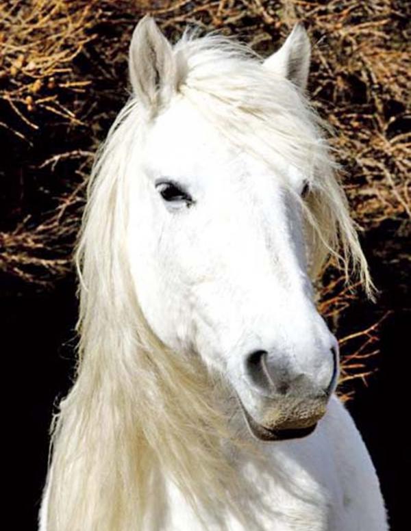 Horses get their own 5-star resort in Qatar